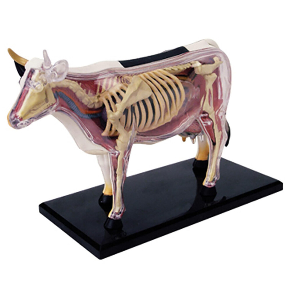 Dairy Cow Anatomy Model 4D Teaching, Detachable 29-Piece Skeleton Model, Animal Anatomical Model For Veterinary Education