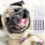 80Pcs Pet Cat With 4 Adhesive Glues For Claw Control 10
