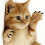 80Pcs Pet Cat With 4 Adhesive Glues For Claw Control 11