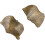 2pcs Brachiopod Paleontology Fun Science Ornaments Teaching Props 4