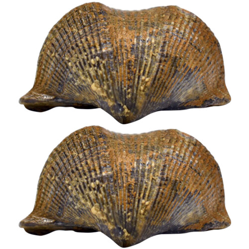 2pcs Brachiopod Paleontology Fun Science Ornaments Teaching Props