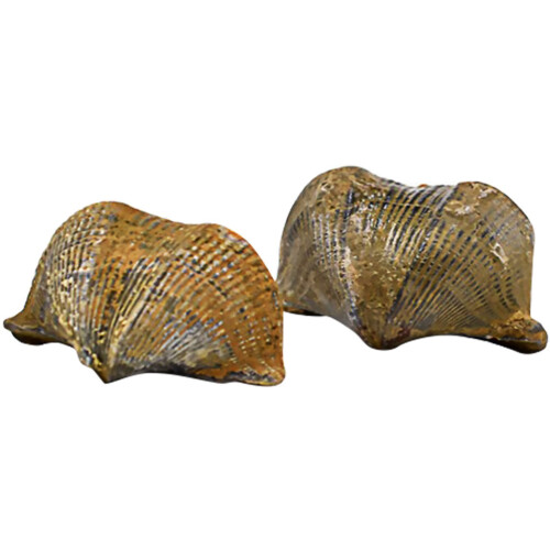 2pcs Brachiopod Paleontology Fun Science Ornaments Teaching Props 1