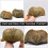 2pcs Brachiopod Paleontology Fun Science Ornaments Teaching Props 8
