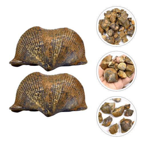 2pcs Brachiopod Paleontology Fun Science Ornaments Teaching Props 2