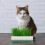 1 Set Cat Grass Planting Box Soilless Container 10