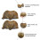 2pcs Brachiopod Paleontology Fun Science Ornaments Teaching Props 9