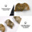 2pcs Brachiopod Paleontology Fun Science Ornaments Teaching Props 11