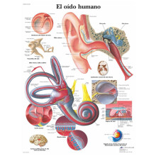 VR3243UU Human Ear Anatomy Printed On Paper, Ear Diagram Poster, Medical Education Illustration