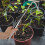 Weed Puller Manual Para Capinação E Remoção De Ervas Daninhas 10