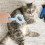 2 Pcs Double-Sided Deshedding Brush Comb For Cat Ear Grooming 5