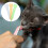 3Pcs Cat Strip Squeeze Spoon For Liquid Treats Feeding Tool 4