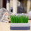 Set Cat Grass Planting Box Soilless Container 11