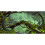AVENTE 72X18 POLEGADAS FOGGY FOREST TERRARIUM FORMA 1