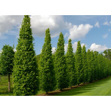 Carpinus Betulus Fastigiata Tree 6-7ft Tall Supplied in a 7.5 Litre Pot by Directplants