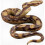 High-quality Realistic Rubber Snake Toy - Python Model for Garden Decor And Halloween Props -CN-123 1