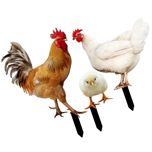15 Pcs Acrylic Yard Chicken Signs Chicken Shaped Stakes 1