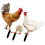 15 Pcs Acrylic Yard Chicken Signs Chicken Shaped Stakes 3