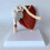 Life Size Human Muscled Shoulder Joint Model Human Skeleton Model Anatomy Model 2