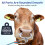 2Pcs Stainless Steel Cow Cattle Nose Ring With Spring Plier 10