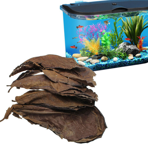 10 Pcs Natural For Water Ph Regulation And Quality 2