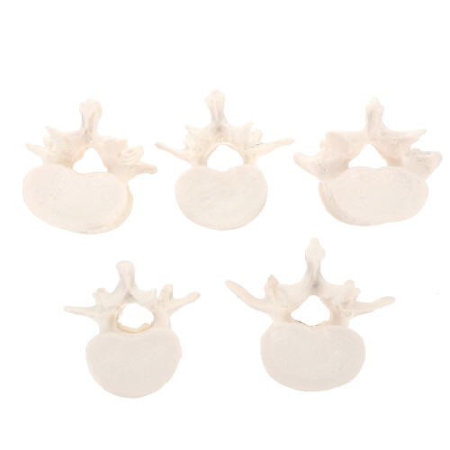 One Set Medical Human Lumbar Spine Model For Science Study 2