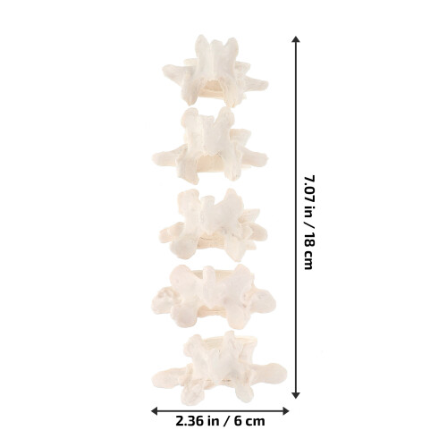 One Set Medical Human Lumbar Spine Model For Science Study 1