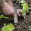 Lightweight Plant Digger And Tool For Lawns 10