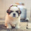 Pet Blumenkranz Gebinde Blumengirlande Kopfschmuck 9
