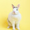 Pet Blumenkranz Gebinde Blumengirlande Kopfschmuck 10