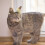 Pet Blumenkranz Gebinde Blumengirlande Kopfschmuck 7