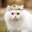 Pet Blumenkranz Gebinde Blumengirlande Kopfschmuck 8