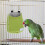 Sugar Gliders Cage Sleeping Pouch Hammock For Hamster Accessories 3