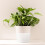 48 Pcs Plastic Plant Pot Saucer Drip Tray Clear 10