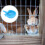5Pcs Mink Automatic Drinking Container Water Bowl For Pets Blue 7