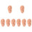 8 Pcs Human Ear Acupuncture Ear (Chocolate) 11
