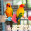 6 Pcs Bird Perch Standing Stick For Parrot Cage 6