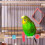 6 Pcs Bird Perch Standing Stick For Parrot Cage 9
