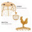 Metal Wire Egg Basket With Handle For Chicken And Duck Eggs 10
