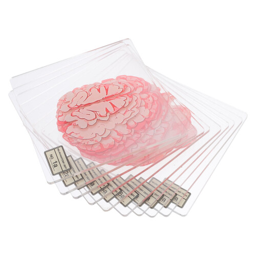 30Pcs Halloween Acrylic Drink Coasters Transparent Brain Pattern 2