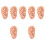 7 Pcs Human Ear Acupuncture Ear (Chocolate) 5