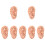 7 Pcs Human Ear Acupuncture Ear (Chocolate) 4