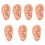 7 Pcs Human Ear Acupuncture Ear (Chocolate) 3