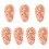 7 Pcs Human Ear Acupuncture Ear (Chocolate) 2