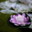 Flottante Lotus Pour Violet 17 Cm 5