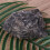 Decor Substrate For Aquarium Plants Dragon Stone Decoration 3