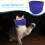 2Pcs Durable Eye Mask For Cats 2.5-5kg Blue Size M 10
