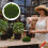 Bola De Artificial Para Bonsai Decoração Pendurada 4