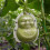 2 Pièces Moules Transparent En Ginseng Pour Modelage De Fruit 4