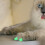 140Pcs 7 Sets Pet Claw Cover For Cat Size L 5