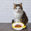 Adorable Fish Shape Ceramic Cat Feeder And Drinking Bowl 9